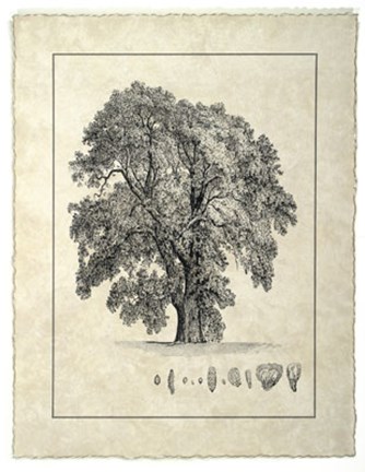 Framed Vintage Tree IV Print