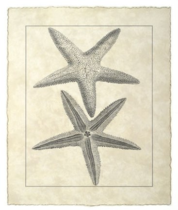 Framed Vintage Starfish I Print