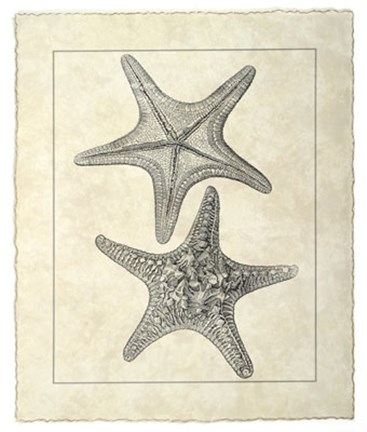 Framed Vintage Starfish II Print
