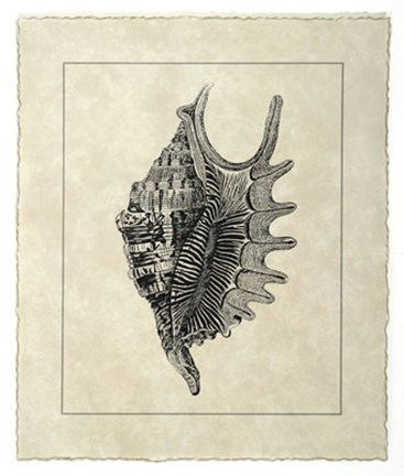 Framed Vintage Shell III Print