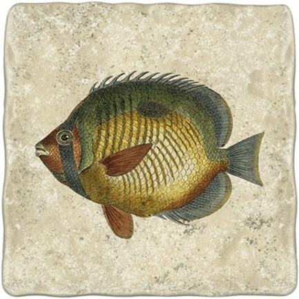 Framed Butterfly Fish I Print