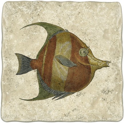 Framed Angel Fish II Print