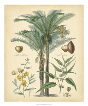 Framed Fruitful Palm I Print