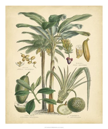 Framed Fruitful Palm II Print
