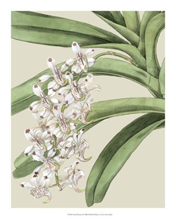 Framed Orchid Blooms I Print