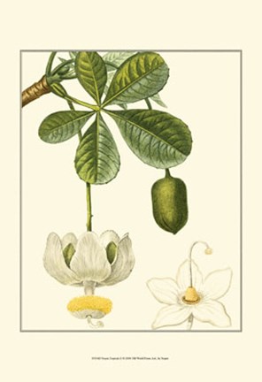 Framed Tropicals II Print