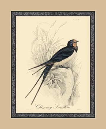 Framed Printed Chimney Swallow (A) Print