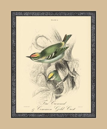 Framed Printed Fire-Crowned Crest (A) Print