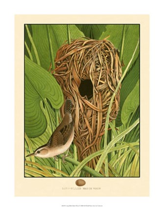 Framed Long-Billed Marsh Wren Print