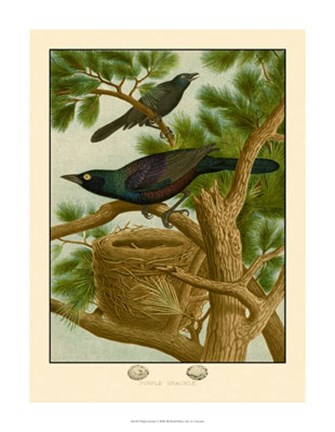 Framed Purple Grackle Print