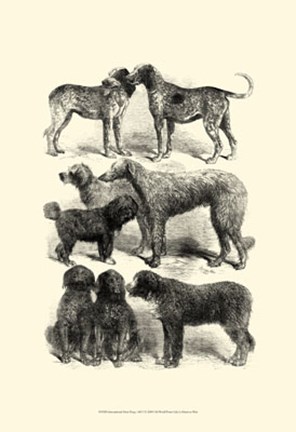 Framed International Show Dogs, 1863  I Print