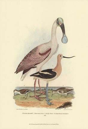 Framed Roseate Spoonbill Print