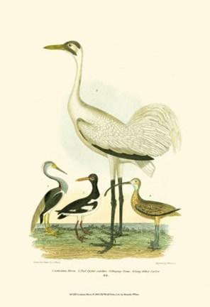 Framed Louisiana Heron Print