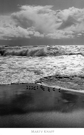 Framed Shorebirds, Point Reyes Print