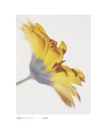 Framed Gerbera, Bright Yellow on White Print