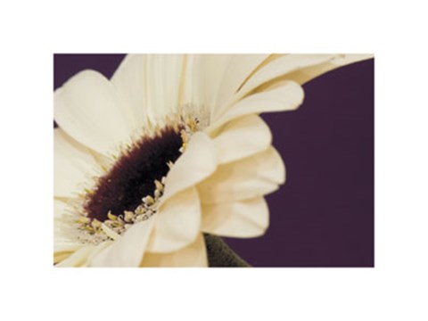 Framed Gerbera #3 Print