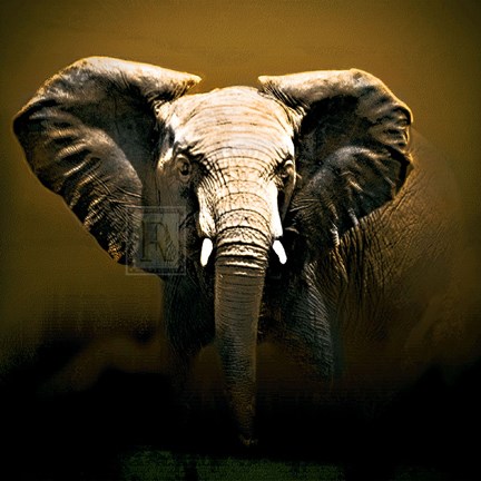 Framed On Safari Print