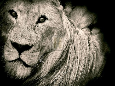 Framed Mane Event Print