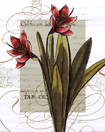 Framed Florilegium III Print