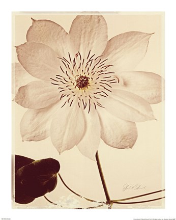 Framed White Clematis Print
