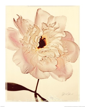 Framed White Peony Print