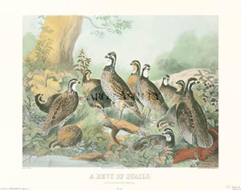 Framed Bevy Of Quail Print