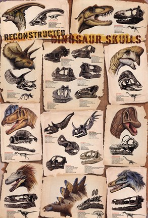 Framed Dinosaur Skulls Reconstructed Print