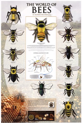 Framed World Of Bees Print