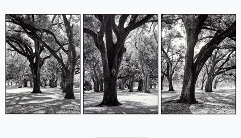 Framed Oak Tree Study Print