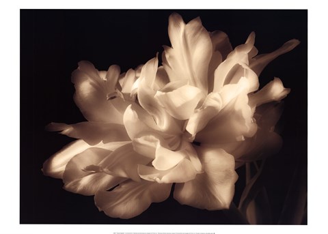 Framed Double Dappled I Print