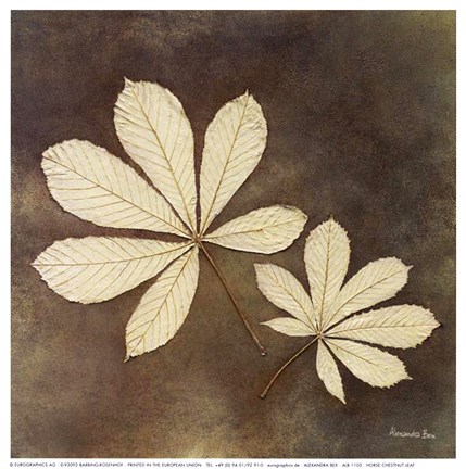 Framed Horse Chestnut Leaf Print