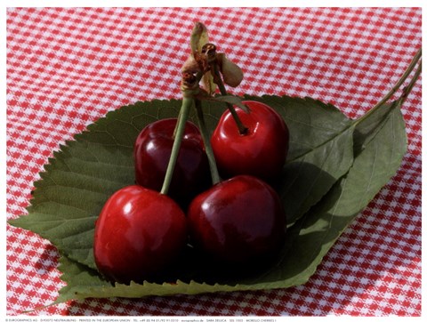 Framed Morello Cherries I Print