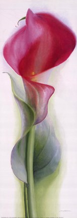 Framed Pink Calla III Print