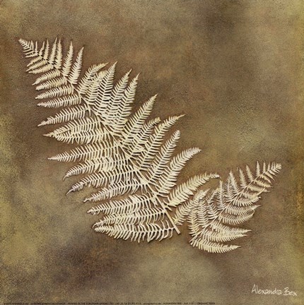 Framed Organic Fern Print