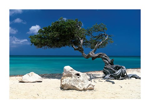 Framed Divi Divi Tree, Aruba Print