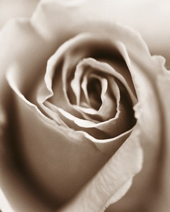 Framed Heart of the Rose Print