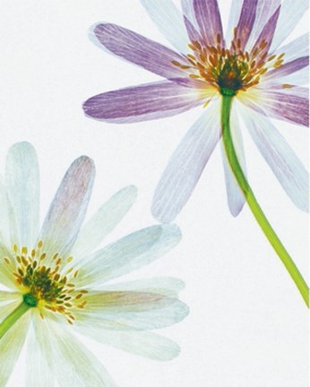 Framed Translucence Print