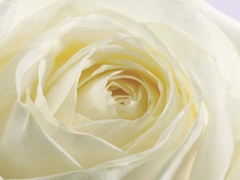 Framed Study of a White Rose Print