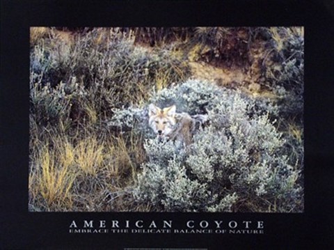 Framed American Coyote Print
