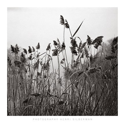 Framed Prospect Lake Grasses Print