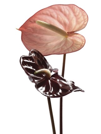 Framed Anthurium Print