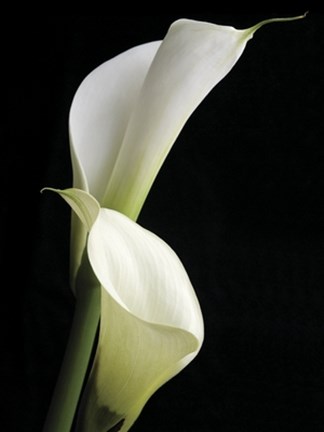 Framed Calla II Print