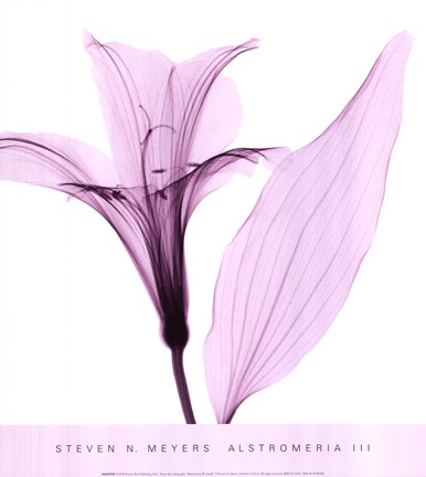 Framed Alstromeria III Print