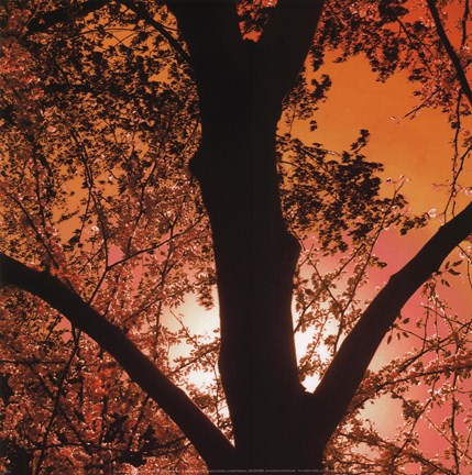 Framed Sunset Forest I Print