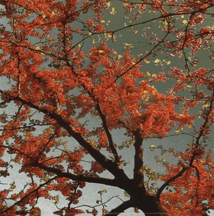 Framed Sunset Forest II Print