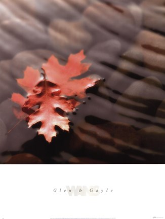 Framed Leaves in Stream Print