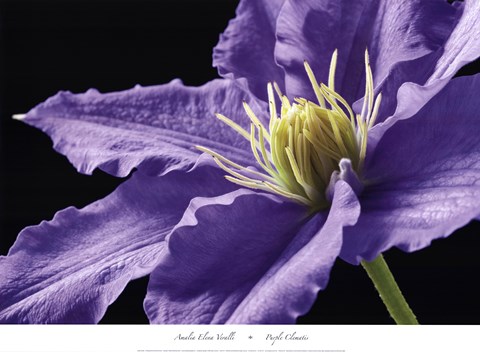 Framed Purple Clematis Print