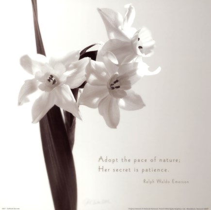 Framed Daffodil Secrets Print