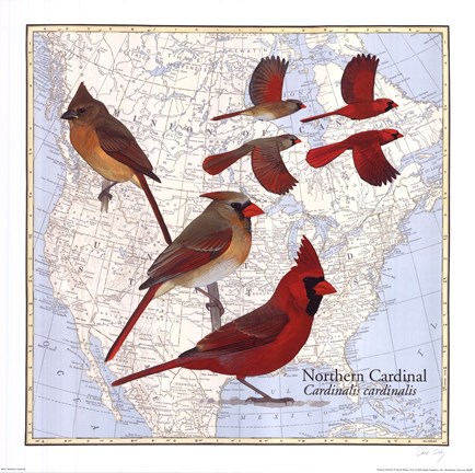 Framed Northern Cardinal Print