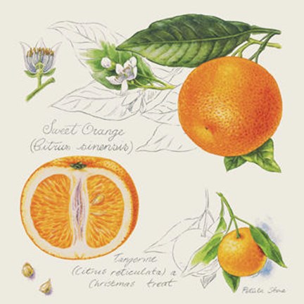 Framed Sweet Orange and Tangerine Print
